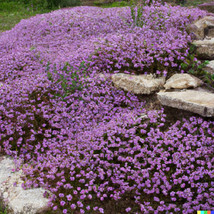 SR12Store 5000 Creeping Thyme Seeds: Perennial Herb &amp; Purple Groundcover Shippin - £6.65 GBP