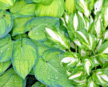 Hosta Seeds Mix of Colors White Yellow Blue Striped, Size, and Leaf 50+ ... - £4.31 GBP