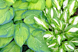Hosta Seeds Mix of Colors White Yellow Blue Striped, Size, and Leaf 50+ ... - $5.49