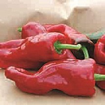 PM Melrose Sweet Peppers Seeds (((25 Seed Packet))) (More Heirloom, Organic, Non - $4.75