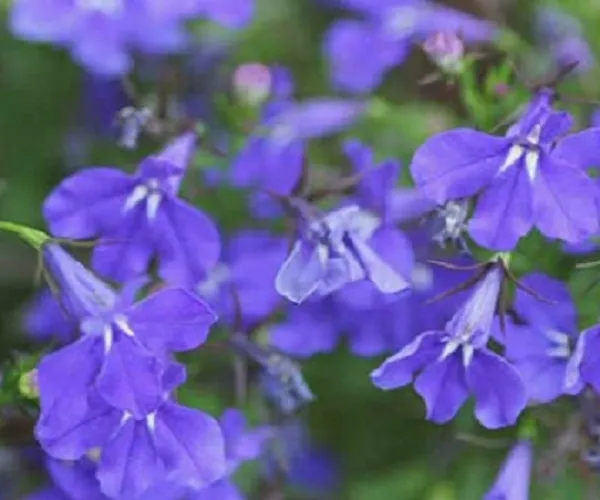 50 Lobelia Seeds Crystal Palace Multi Pelleted Seeds Lobelia Seeds - £10.39 GBP