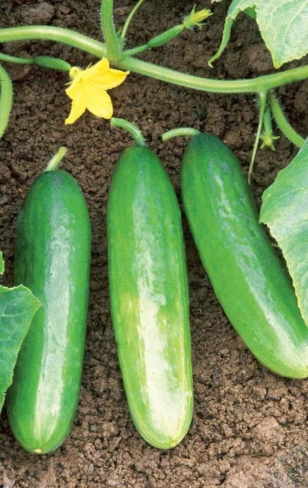 25+ Seeds Florida Cucumbers Fresh Crop Planting Garden Pickling - $5.78