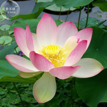 NEW BELLFARM Lotus Nelumbo Nucifera Yellow Light Pink Rose Red Double Flower See - £13.51 GBP