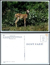 Vintage Postcard - Spotted Fawn Deer &quot;2&quot; H30 - €2,45 EUR