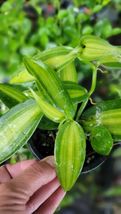 4&quot; Variegated Vanilla Bean Orchid. Rooted Live Plant - £45.56 GBP