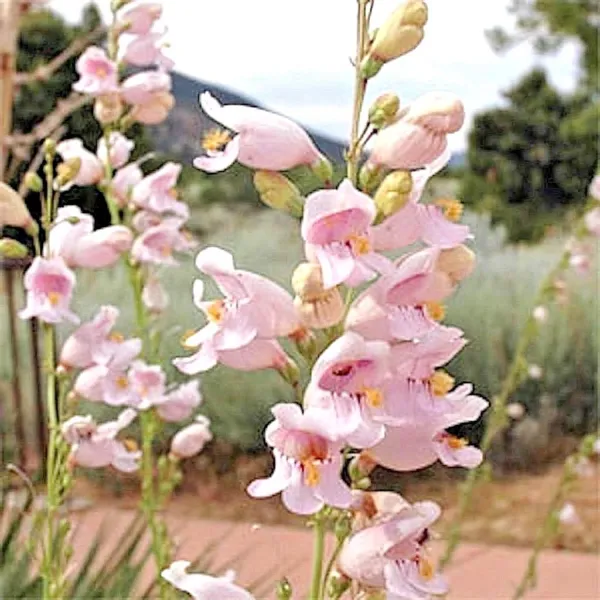 Fresh 300+ Palmer&#39;S Penstemon Seeds Native Wildflower Drought Heat Cold Garden - £4.39 GBP