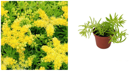 Stonecrop Sedum Lemon Ball Yellow Flowers In / Outdoor Live Plant 2.5&quot; Pot - C2 - £37.45 GBP