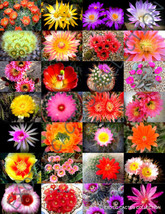 Hot Color Lithops Mix Succulent Exotic Living Stones Desert Rock Seed Plant 30 S - £11.96 GBP