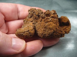 (PP473-7) Genuine Fossil Turtle Poop Coprolite Oregon State Dung - Weird Gift - £19.42 GBP