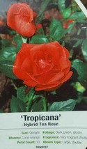 Tropicana Hybrid Tea Rose 3 Gal Orange Bush Plants Shrub Plant Fine Roses - £61.99 GBP