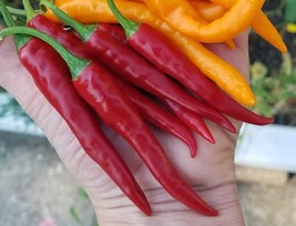 MX Ring Of Fire Pepper Seeds 10 Organic Seeds Bulk Seed - $200.28 MXN