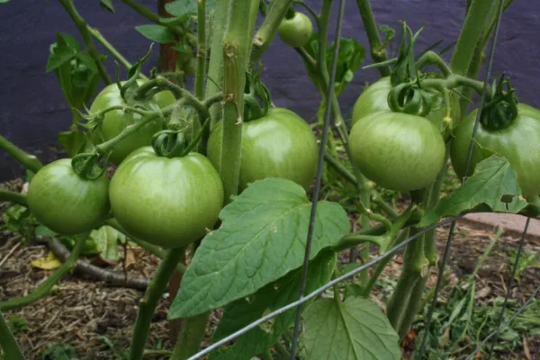 Fresh Tomato Emerald Evergreen Heirloom 10 Seeds Ship From Usa - £1.56 GBP