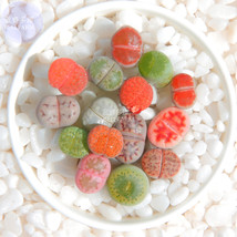 Mixed 10 Types Of Lithops Succulent Seeds 10 Seeds Pack Green Red Gray Bi Color  - $10.67