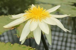 THJAR Nymphaea ampla | Dotleaf Waterlily | White Lotus | White Water Lil... - $53.09 MXN