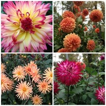Large Dahlia Mix 75 Seeds 2&#39; 6&#39; Tall And Large Flowers Of All Kinds Fres... - £10.73 GBP