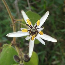 Fast Ship USA Seller Passiflora Bogotensis 5 Seeds - $21.48