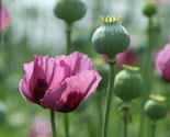 India Import Poppy 1000 + Pure  Seeds Amazing Quality. Spectacular Blooms! - $6.58