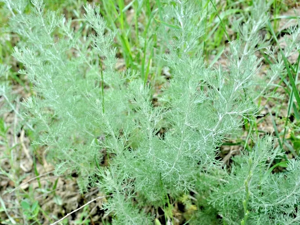 1000+ Wormwood Seeds Pest Mosquito Deer Repellent Herb Medicinal Perennial - $4.58