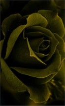 GIB 25 Seeds Easy To Grow Olive Green Rose Flowers Bush Fragranting - $9.00
