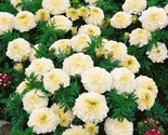 Eskimo White African Marigold Flower 70+ Pure  Seeds - $6.58