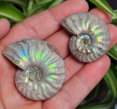 (F370-L) Orthoceras marbilized fossil straight horn shell nautiloid ceph... - $8.99