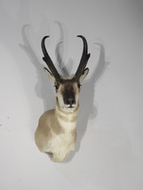 Pronghorn Antelope Taxidermy Mount - $1,175.00