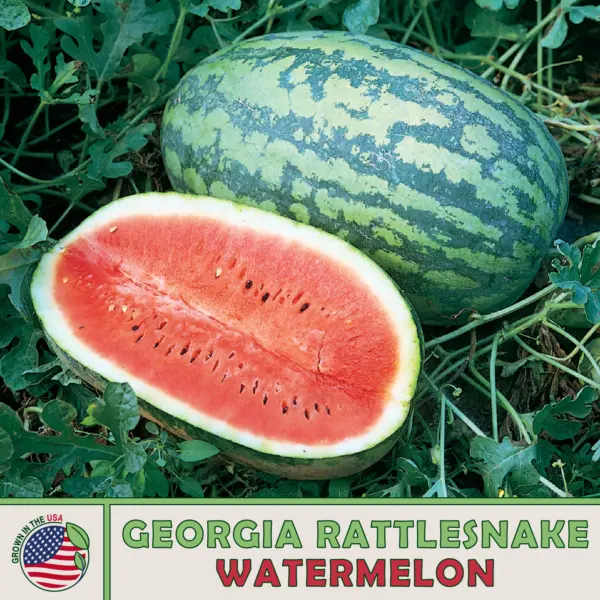 10 Georgia Rattlesnake Watermelon Fresh Seeds - £10.16 GBP