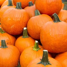 US Seller Pumpkin Seeds Spookie 15 Ct Vegetable Garden Non-Gmo Annual - £6.63 GBP