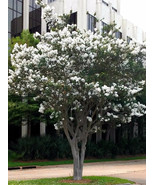 2 Live Plants Crepe Myrtle Trees Snow White Flowering Crape Bush Shrub S... - $919.01 MXN