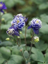 25 Seeds Aquilegia Hybrida Double Pleat Blue And White Flower Perennial - £14.06 GBP