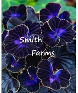 25 of Seeds Purple Violet Begonia Flower Plant (Begonia spp.) - $6.98
