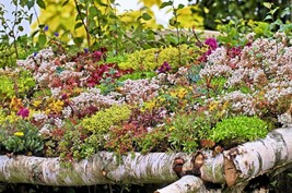 150 Mixed Sedum Stonecrop Succulent Groundcover Red Pink Purple Flower Seeds Gar - $10.60