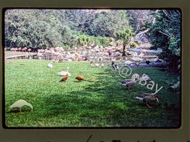 1972 Flamingoes on Zoo Grounds San Diego Zoo Kodachrome 35mm Slide - $3.96