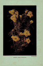 Vintage 1922 Print False Foxglove Painted Cup  2 Side Flowers You Should... - $19.99