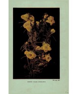 Vintage 1922 Print False Foxglove Painted Cup  2 Side Flowers You Should... - $377.05 MXN