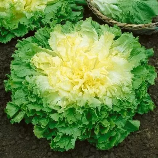 1000 Broadleaf Batavian Endive (Escarole) Seeds – Non-GMO, Free Shipping - $8.26 CAD