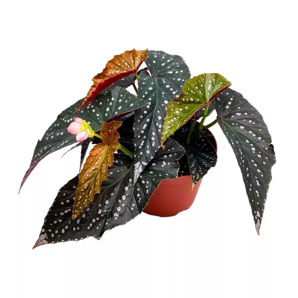 Ninja Angel Wing 6 in Cane Begonia Large Silver Tip Pink Flower Pol - £67.50 GBP