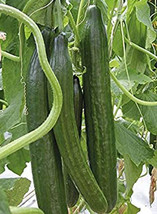 Fresh Garden 20 Cucumber Seeds Sweet Slice Burpless Hybrid Cucumber  - £8.60 GBP