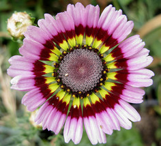 Daisy Painted Tricolor Tri Color 240 Seeds USA Fast Shipping - $12.99