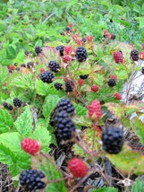 25 Trailing Blackberry Pacific Rubus Ursinus Vining Shrub Fruit Berry Seeds - $5.60