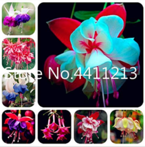 SL 100 Pcs Japanese Fuchsia Bonsai Garden Balcony Bonsai Lanterns Flowers Specta - $2.75