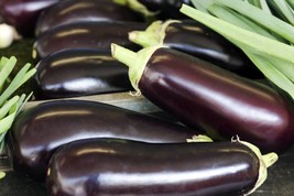 Eggplant heirloom  seeds - 200 seeds - code 015 - £3.94 GBP
