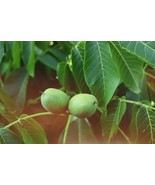 LKS Carpathian Walnut Seeds 5 Seeds Juglans Regia Carpathian Home Garden - $28.85