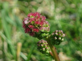 Salad Burnet Seeds 25+ Small Sanguisorba Minor Herb Flower Forage   From US - £5.67 GBP