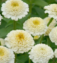 100+ Zinderella White Zinnia Seeds for Garden Planting  - £4.14 GBP