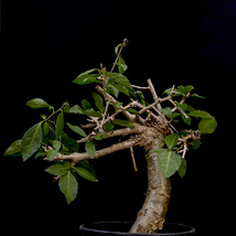 5 Commiphora bruceae Tree Seeds for Garden - $144.00