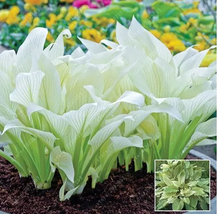 OK 150Pcs Hosta Flower Seeds Perennials white - £5.32 GBP