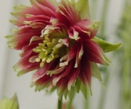 25 Pc Seeds Aquilegia Barlow Nora Flower Plant, Aquilegia Seeds for Planting |RK - £13.21 GBP