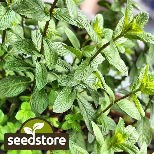 PSStore 2000 Peppermint Heirloom Non GMO Vegetable Seeds - £7.64 GBP