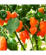 Habanero Orange Pepper Seeds (5 Pcs) - Spicy Garden Addition, Grow Your ... - £5.60 GBP